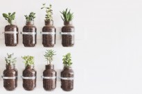 12 идей для создания небольшого сада в доме