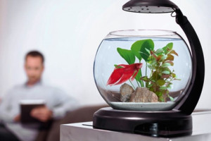 Як вибрати акваріум у квартиру