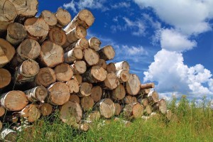 Які дрова краще використовувати українським господарям для опалення будинку?