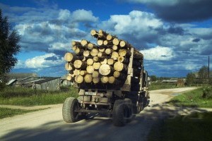 В Україні діятимуть нові ДСТУ на круглі лісоматеріали