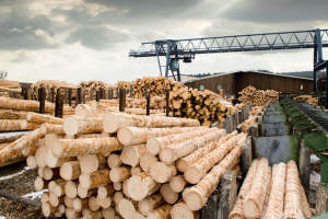 В Украине заработали новые стандарты качества древесины