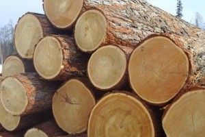 В Украине заработали почти европейские стандарты классификации древесины