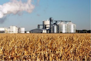 В Украине построят крупнейший завод по переработке кукурузы