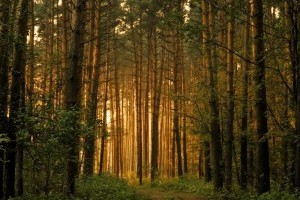 Для досягнення вуглецевої нейтральності в Британії потроять темпи висадки дерев 