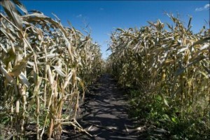 В Киеве откроют агропарк «Куклабия», с наибольшим в Украине кукурузным лабиринтом