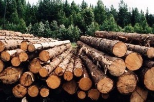 Мораторий на экспорт леса-кругляка: какова его роль в получении помощи от ЕС?