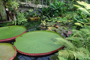 Ботанічні сади ефективніше охолоджують міста, ніж парки, - дослідження