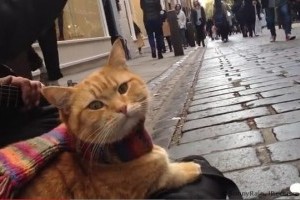 Киевляне просят признать уличных котов частью экосистемы города