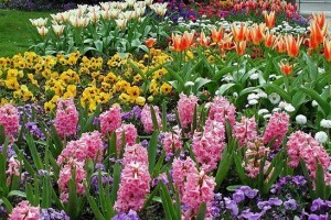 Цього року у столиці висадять рекордну кількість квітів