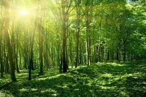 В Украине восстановили более 50 га леса