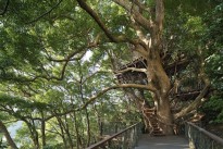 Потрясающий дом, размещенный на кроне 300-летнего дерева