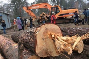 На Київщині забудовник зрубав понад 200 дерев замість дозволеного одного (фото)