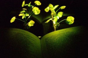 Ученые придумали, как с помощью растений заменить лампы в экодомах