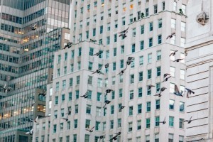 В Нью-Йорке изменили строительные нормы, чтобы обезопасить птиц