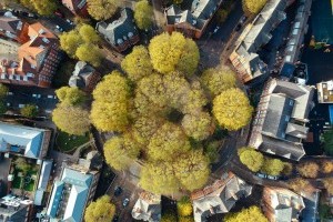 Як лондонські дерева економлять мільярди міському бюджету і чому їх не зрубають