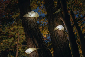 Парк у Польщі освітлюють ліхтарі-гриби (ФОТО)