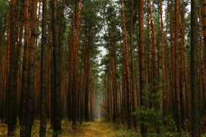 125 гектарів лісу у Деснянському районі оголошено заказником місцевого значення