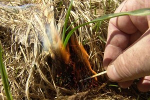 Штрафы за сжигание прошлогодней травы хотят увеличить в десятки раз