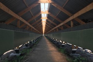 Датский инвестор построит в Украине норковую ферму