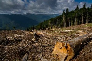 В Украине ужесточили наказание за незаконную вырубку и контрабанду леса