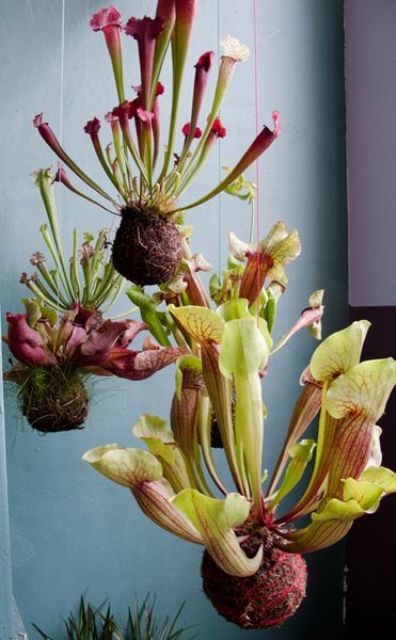 Струнные сады, Федор ван дер Фальк, цветы парящие в воздухе, подвесные сады, дизайнер, цветы и деревья