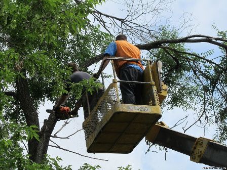 До конца года в Киеве спилят более 550 деревьев