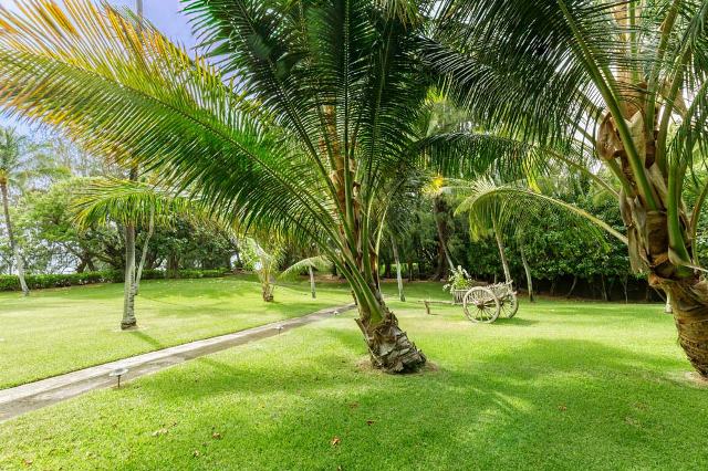 Дом окружен пальмами